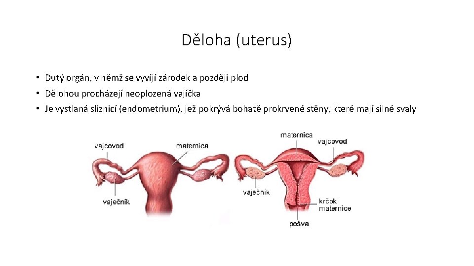 Děloha (uterus) • Dutý orgán, v němž se vyvíjí zárodek a později plod •