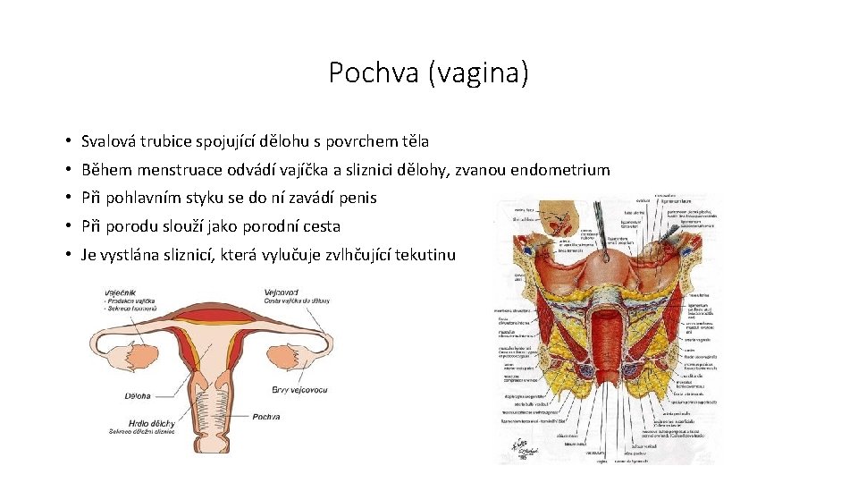Pochva (vagina) • Svalová trubice spojující dělohu s povrchem těla • Během menstruace odvádí