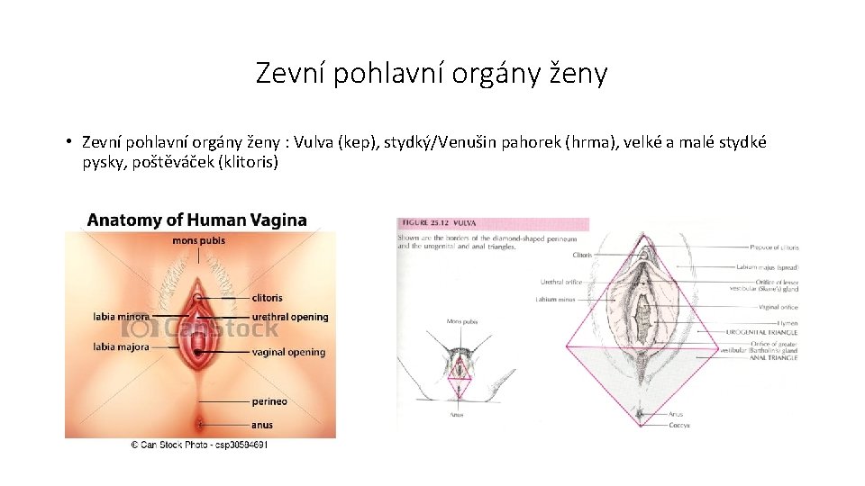 Zevní pohlavní orgány ženy • Zevní pohlavní orgány ženy : Vulva (kep), stydký/Venušin pahorek