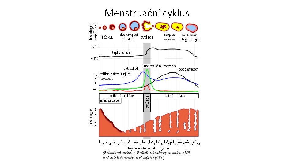 Menstruační cyklus 