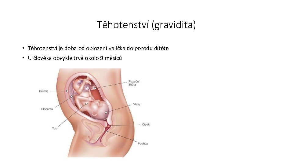 Těhotenství (gravidita) • Těhotenství je doba od oplození vajíčka do porodu dítěte • U