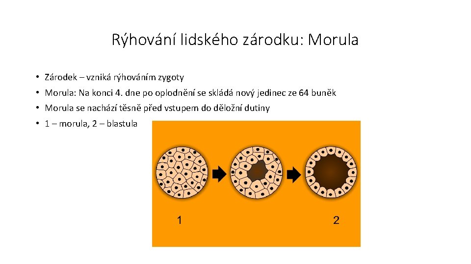 Rýhování lidského zárodku: Morula • Zárodek – vzniká rýhováním zygoty • Morula: Na konci