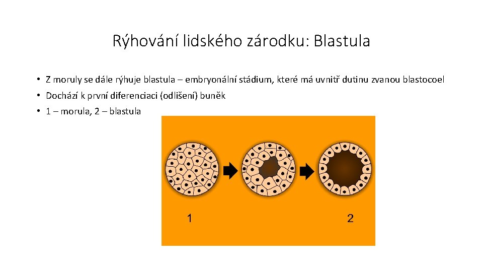 Rýhování lidského zárodku: Blastula • Z moruly se dále rýhuje blastula – embryonální stádium,