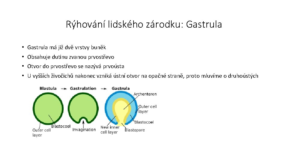 Rýhování lidského zárodku: Gastrula • Gastrula má již dvě vrstvy buněk • Obsahuje dutinu