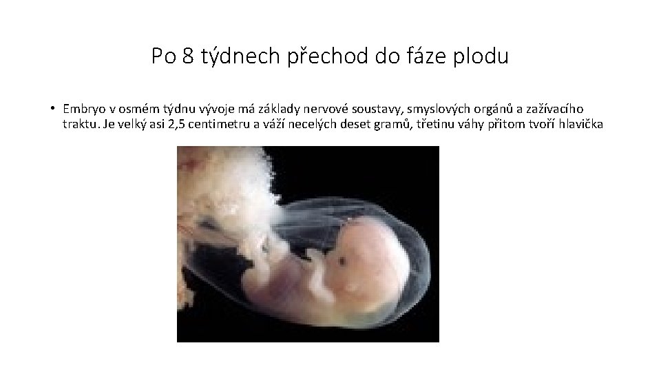 Po 8 týdnech přechod do fáze plodu • Embryo v osmém týdnu vývoje má