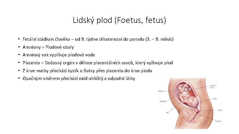 Lidský plod (Foetus, fetus) • Fetální stádium člověka – od 9. týdne těhotenství do