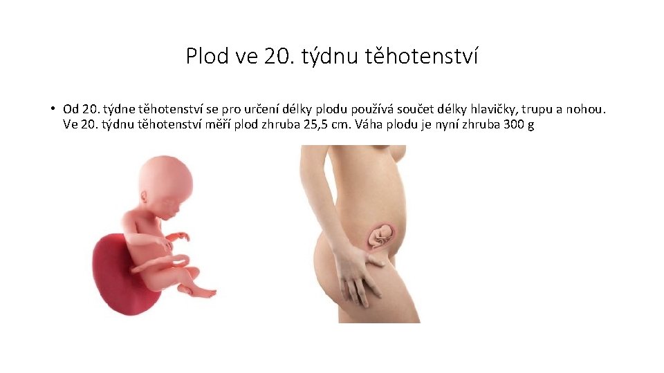 Plod ve 20. týdnu těhotenství • Od 20. týdne těhotenství se pro určení délky