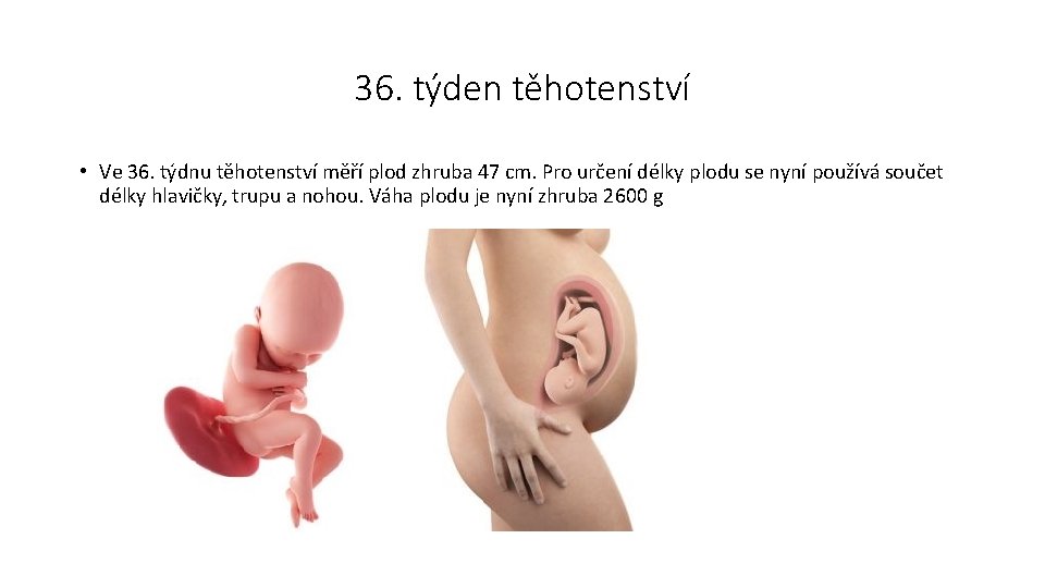 36. týden těhotenství • Ve 36. týdnu těhotenství měří plod zhruba 47 cm. Pro 36. týden těhotenství • Ve 36. týdnu těhotenství měří plod zhruba 47 cm. Pro