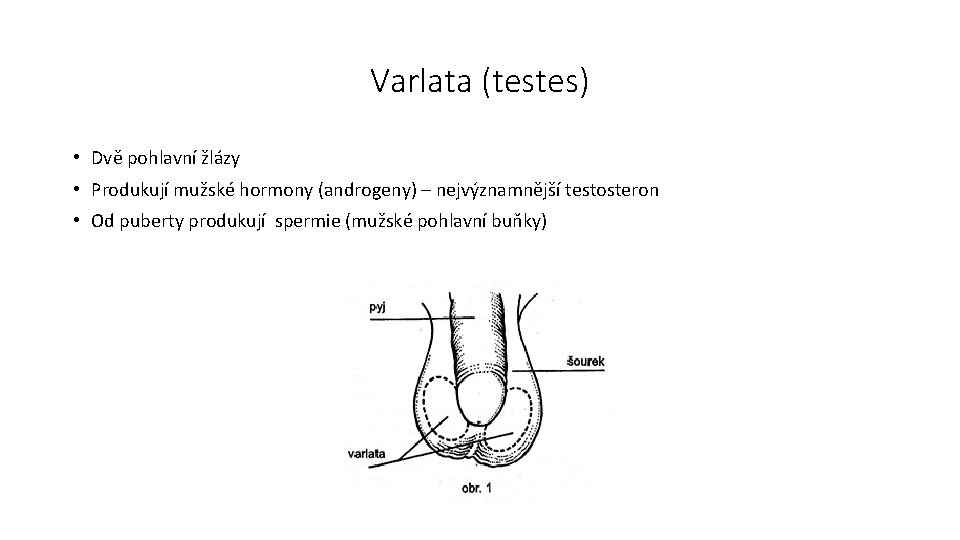 Varlata (testes) • Dvě pohlavní žlázy • Produkují mužské hormony (androgeny) – nejvýznamnější testosteron