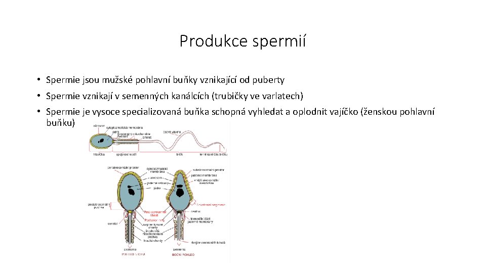 Produkce spermií • Spermie jsou mužské pohlavní buňky vznikající od puberty • Spermie vznikají