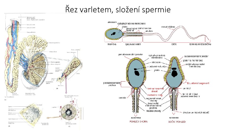 Řez varletem, složení spermie 