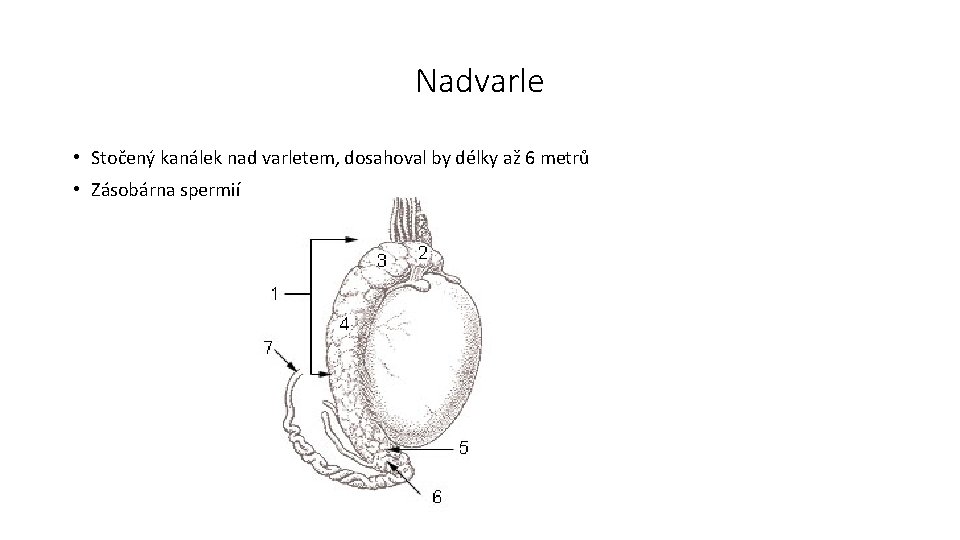 Nadvarle • Stočený kanálek nad varletem, dosahoval by délky až 6 metrů • Zásobárna