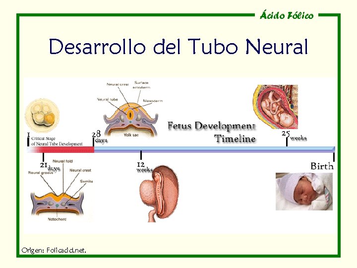 Ácido Fólico Desarrollo del Tubo Neural Origen: Folicacid. net. Ácido Fólico Desarrollo del Tubo Neural Origen: Folicacid. net.