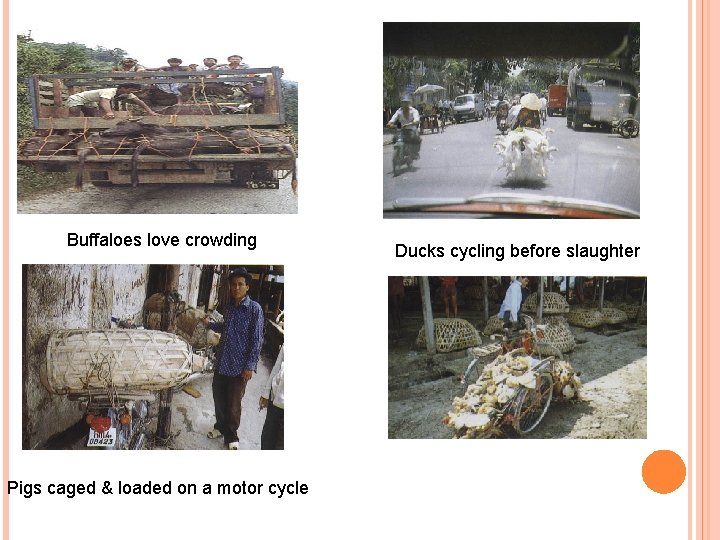 Buffaloes love crowding Pigs caged & loaded on a motor cycle Ducks cycling before