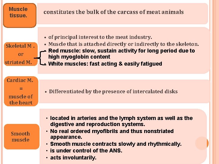 Muscle tissue. Skeletal M. or striated M. constitutes the bulk of the carcass of