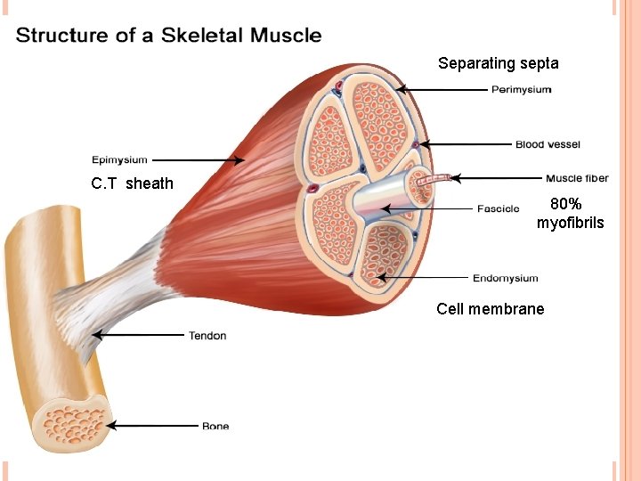 Separating septa C. T sheath 80% myofibrils Cell membrane 