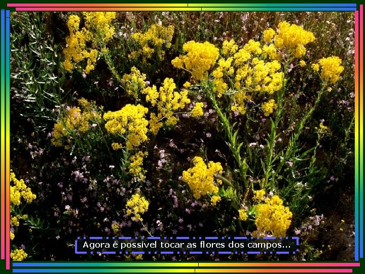 Agora é possível tocar as flores dos campos. . . 