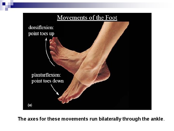 The axes for these movements run bilaterally through the ankle. 