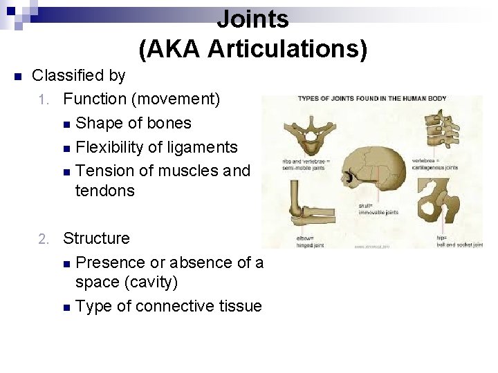 Joints (AKA Articulations) n Classified by 1. Function (movement) n Shape of bones n