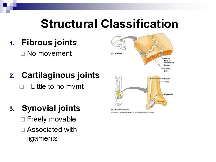 Structural Classification 1. Fibrous joints ¨ No 2. Cartilaginous joints q 3. movement Little