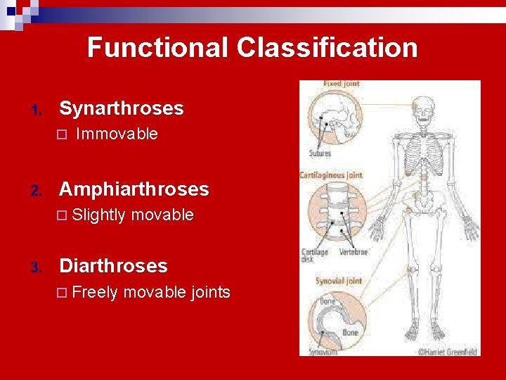 Functional Classification 1. Synarthroses ¨ 2. Immovable Amphiarthroses ¨ Slightly 3. movable Diarthroses ¨