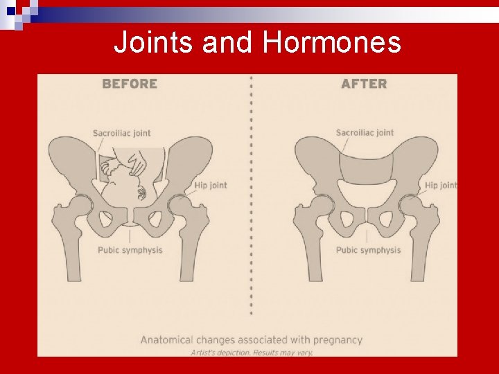 Joints and Hormones 