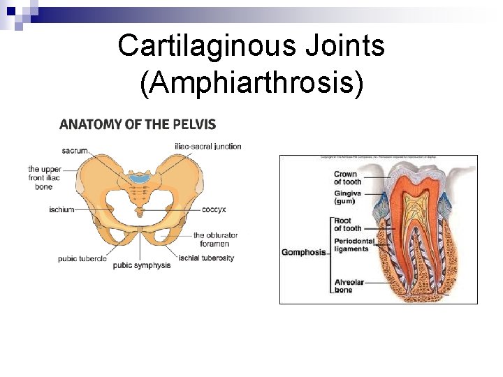 Cartilaginous Joints (Amphiarthrosis) 