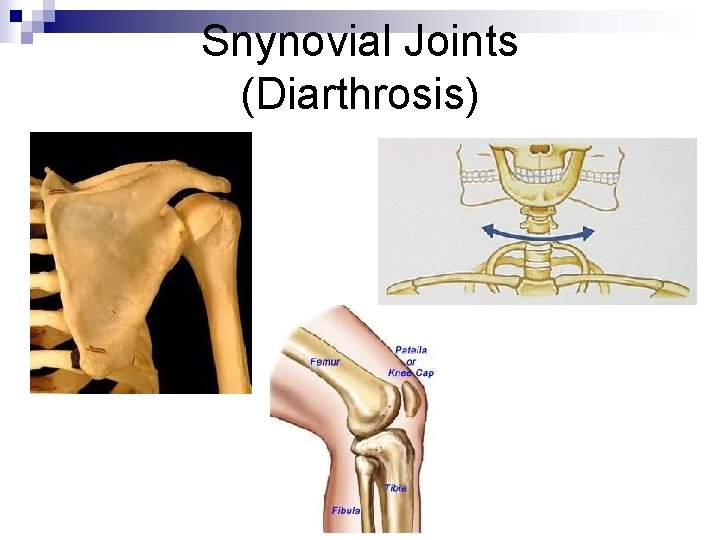 Snynovial Joints (Diarthrosis) 