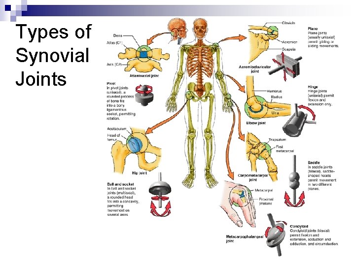 Types of Synovial Joints 