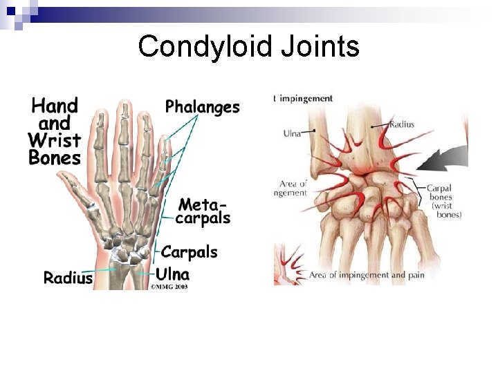 Condyloid Joints 