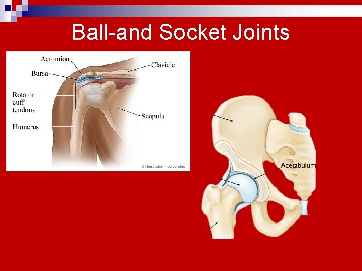 Ball-and Socket Joints 