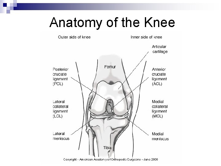 Anatomy of the Knee 