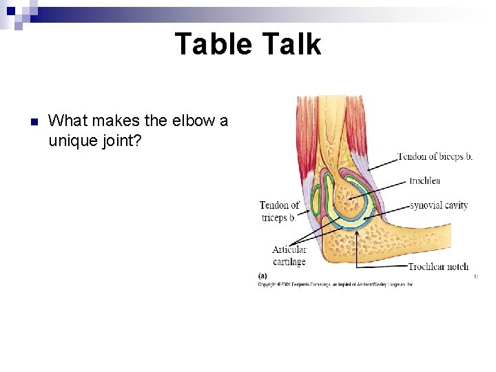 Table Talk n What makes the elbow a unique joint? 