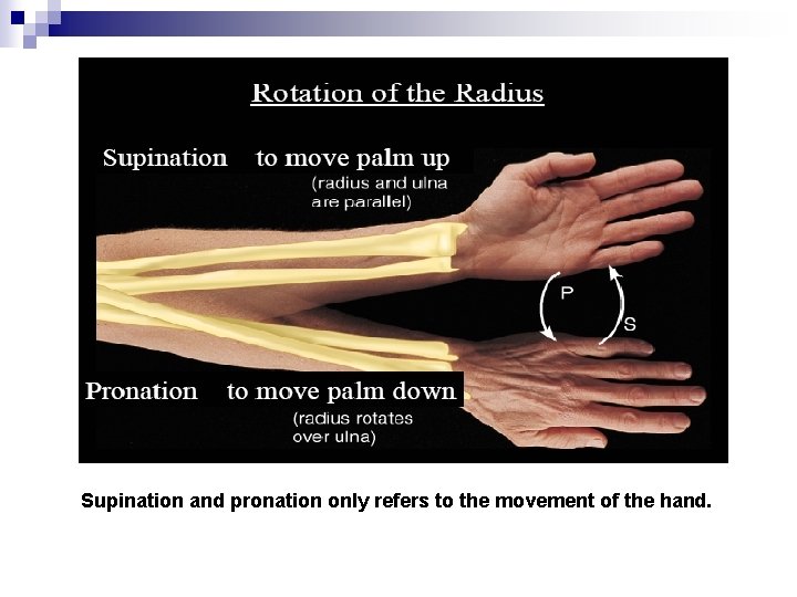 Supination and pronation only refers to the movement of the hand. 