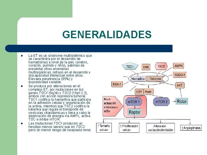 GENERALIDADES l l l La ET es un síndrome multisistémico que se caracteriza por