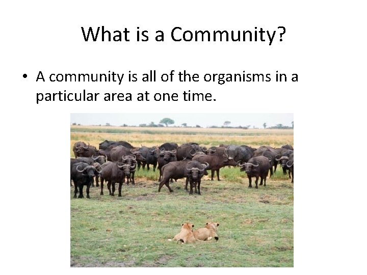 What is a Community? • A community is all of the organisms in a