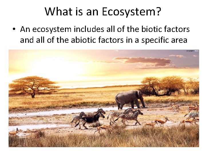 What is an Ecosystem? • An ecosystem includes all of the biotic factors and