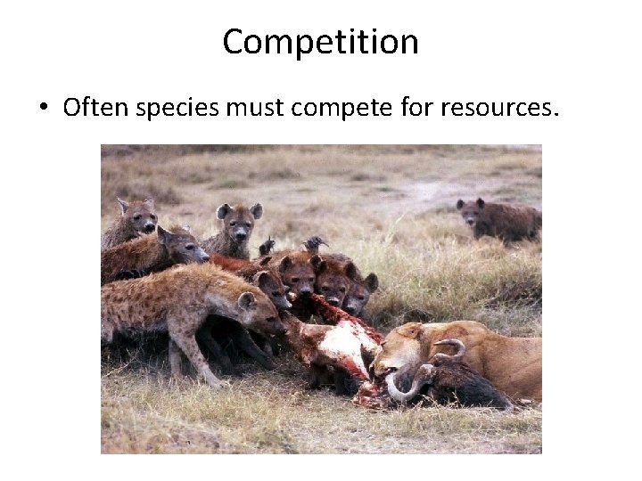 Competition • Often species must compete for resources. 