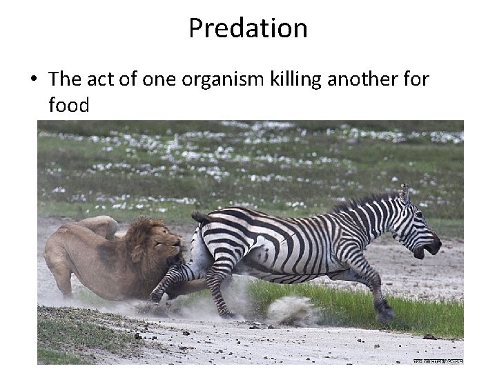 Predation • The act of one organism killing another food 