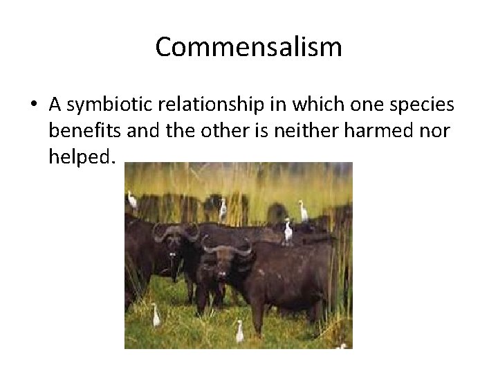 Commensalism • A symbiotic relationship in which one species benefits and the other is