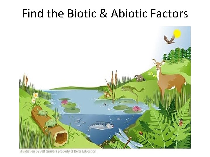 Find the Biotic & Abiotic Factors 