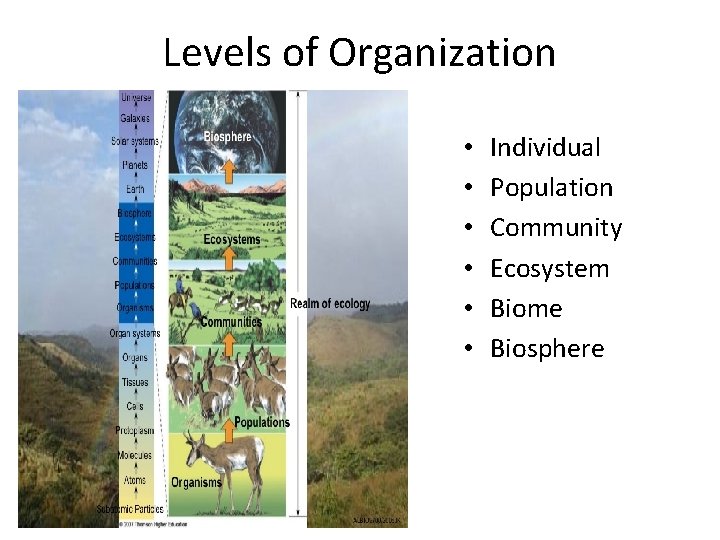 Levels of Organization • • • Individual Population Community Ecosystem Biome Biosphere 