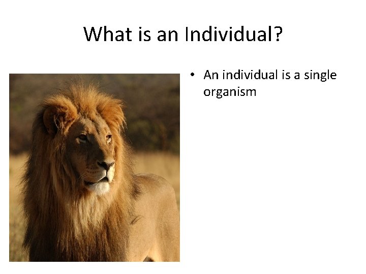 What is an Individual? • An individual is a single organism 