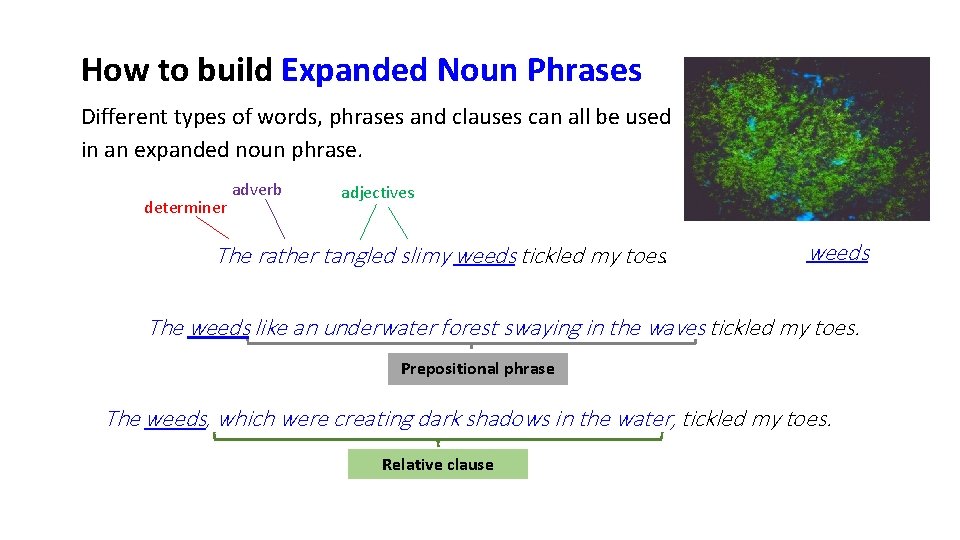 How to build Expanded Noun Phrases Different types of words, phrases and clauses can