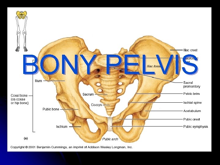 BONY PELVIS 