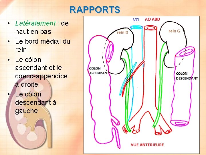 RAPPORTS • Latéralement : de haut en bas • Le bord médial du rein