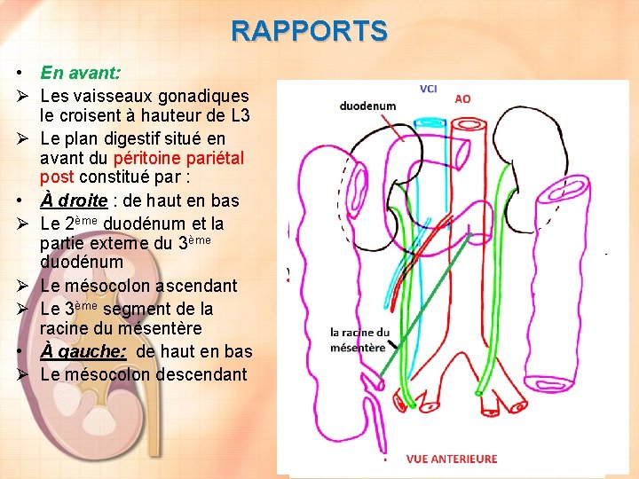 RAPPORTS • En avant: Ø Les vaisseaux gonadiques le croisent à hauteur de L