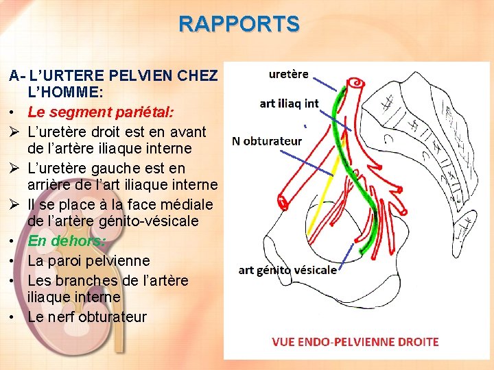 RAPPORTS A- L’URTERE PELVIEN CHEZ L’HOMME: • Le segment pariétal: Ø L’uretère droit est