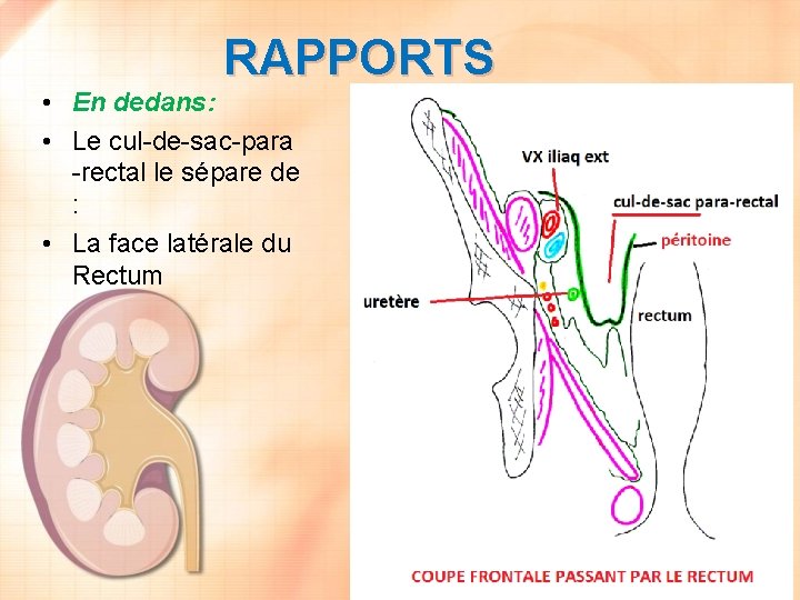 RAPPORTS • En dedans: • Le cul-de-sac-para -rectal le sépare de : • La