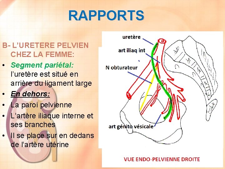 RAPPORTS B- L’URETERE PELVIEN CHEZ LA FEMME: • Segment pariétal: l’uretère est situé en